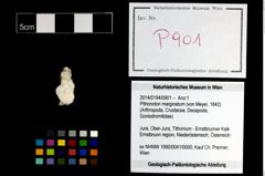 Foto (Objekt + Etikett) von Pithonoton marginatum (von Meyer, 1842)  (NHMW-GEO-2014-0194-0901)